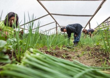 Para fortalecer agricultura no Acre Governo lança pacote de leis para impulsionar economia solidária e competitividade agrícola 