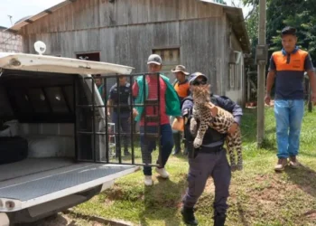 VÍDEO: Filhote de onça-pintada criado como ‘pet’ por família amazonense é resgatado
