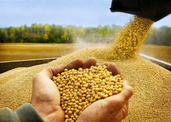 Produtores de soja no Acre devem se cadastrar no Idaf