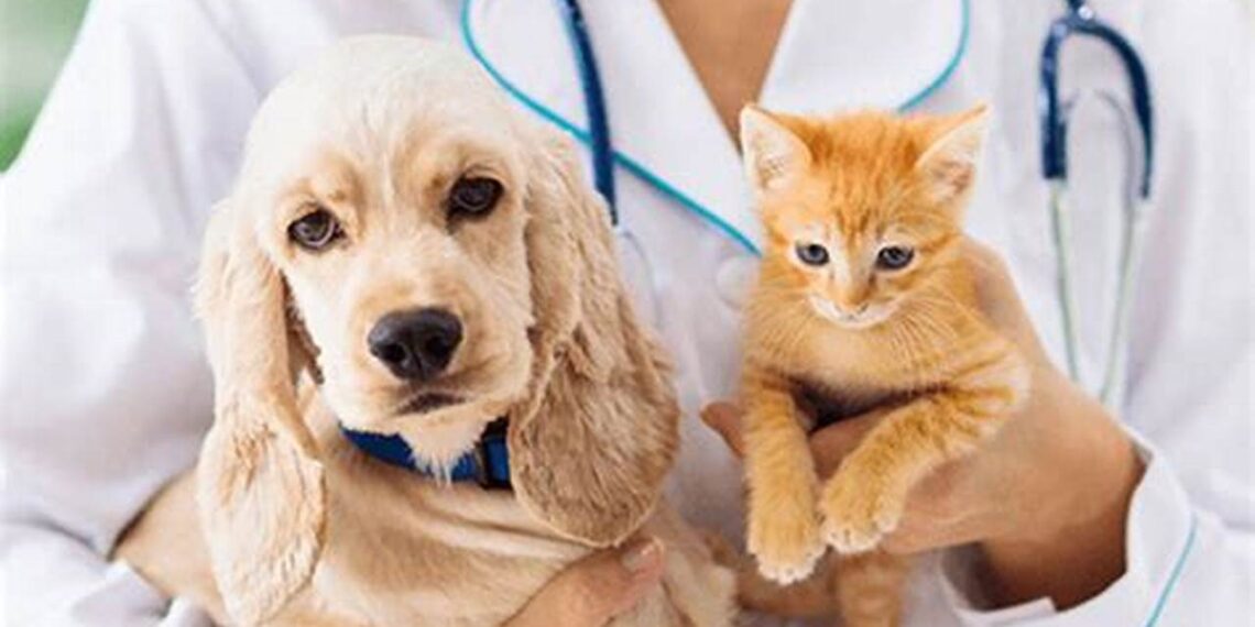 Projeto propõe exame obrigatório para médicos veterinários