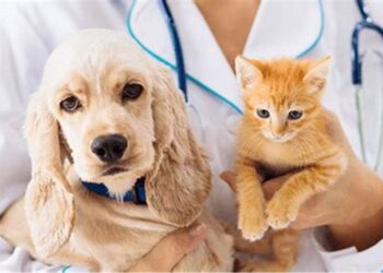 Projeto propõe exame obrigatório para médicos veterinários
