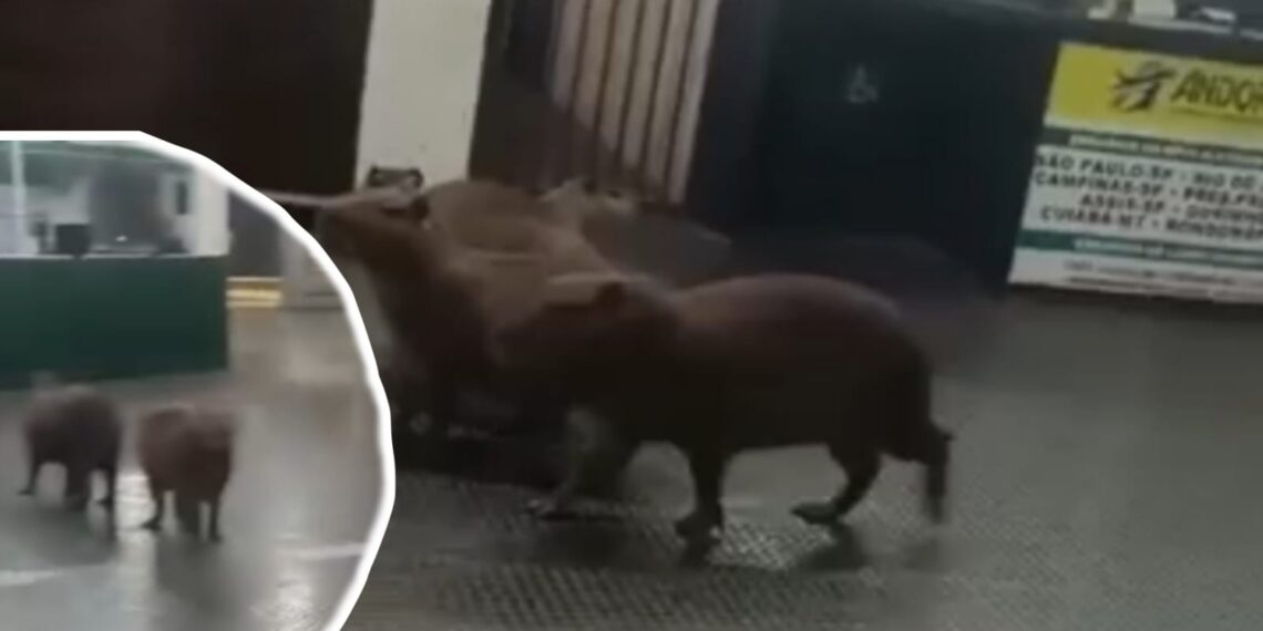 Grupo de Capivaras invade setor de embarque em Rodoviária