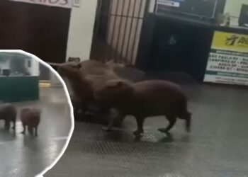 Grupo de Capivaras invade setor de embarque em Rodoviária