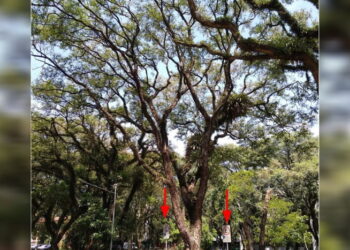 Pesquisadores criam “algoritmo da poda” para evitar quedas de árvores