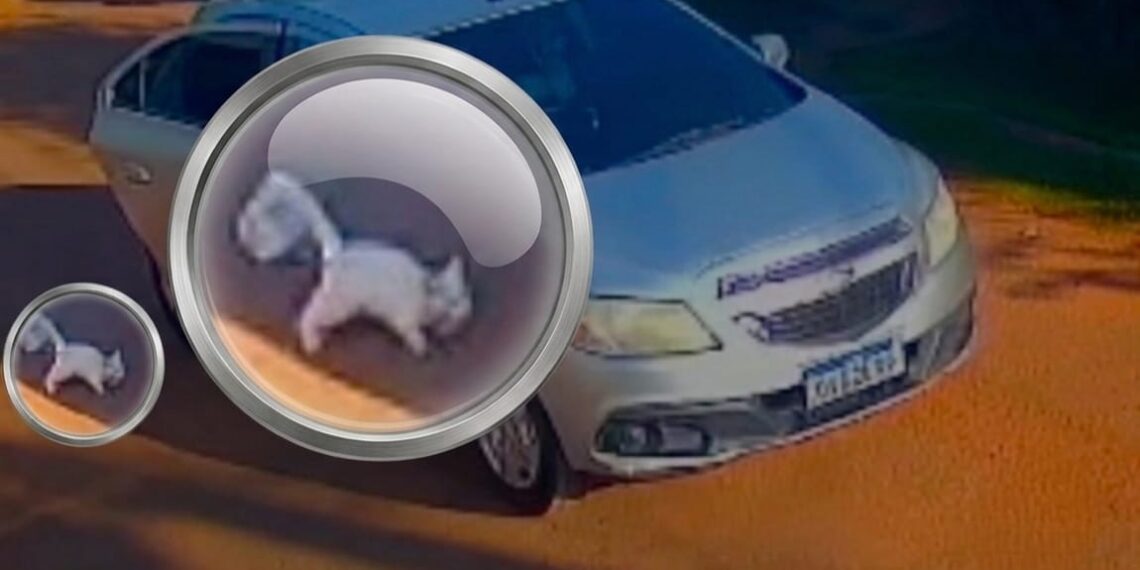 Mãe e filha são presas em Rio Branco investigadas por abandono e morte de gato atropelado
