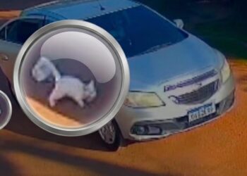 Mãe e filha são presas em Rio Branco investigadas por abandono e morte de gato atropelado
