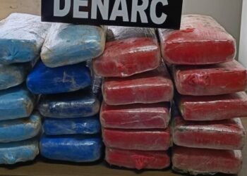 Cadela farejadora descobre 21 kg de skunk escondidos em carro rumo a SC
