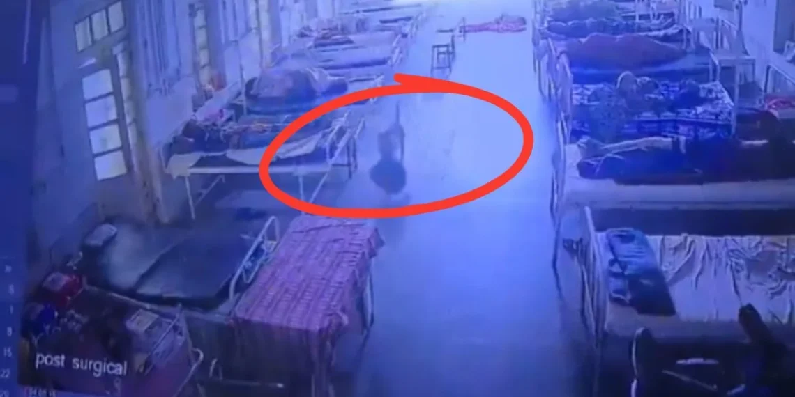 Cachorro “furta” bolsa com R$ 21 mil em bens dentro de hospital na Índia
