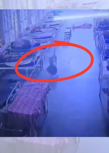 Cachorro “furta” bolsa com R$ 21 mil em bens dentro de hospital na Índia