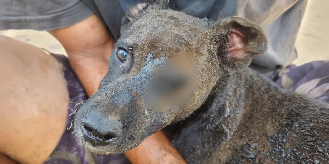 Por vingança, mulher ateia fogo em barraco com cachorro dentro