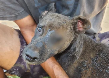 Por vingança, mulher ateia fogo em barraco com cachorro dentro
