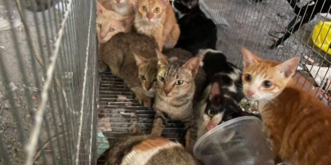 Quadrilha é presa após roubar 2,7 mil gatos para vender a carne no Vietnã