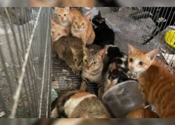 Quadrilha é presa após roubar 2,7 mil gatos para vender a carne no Vietnã