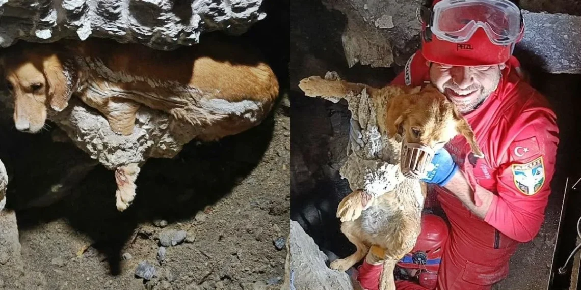 Presa em concreto endurecido, cadela é resgatada a 1 metro de profundidade