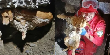 Presa em concreto endurecido, cadela é resgatada a 1 metro de profundidade