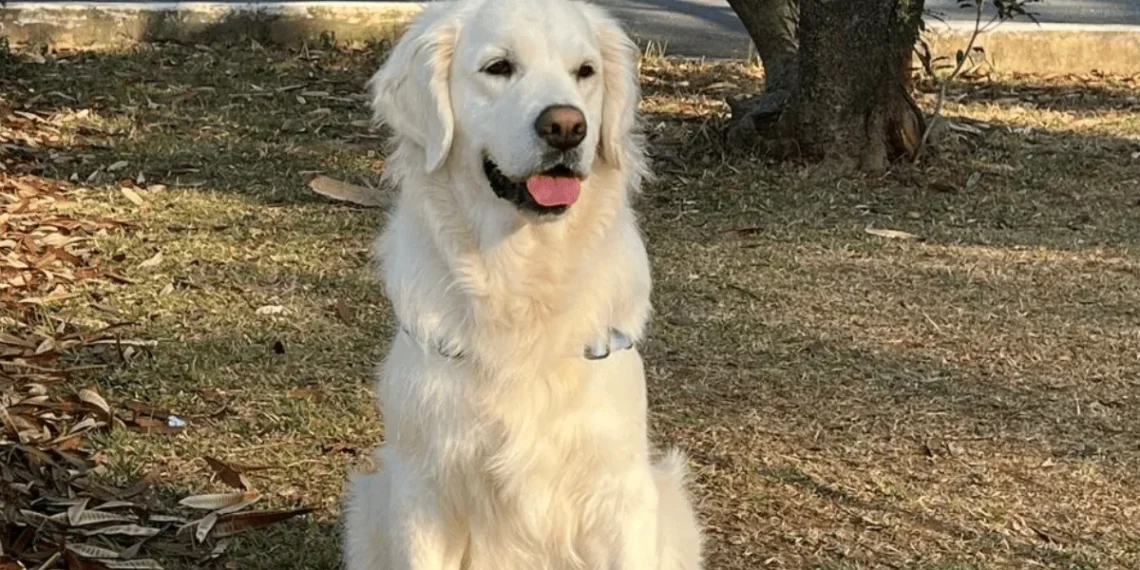 Golden Retriever morre após ingerir uma planta tóxica em resort de luxo