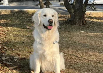 Golden Retriever morre após ingerir uma planta tóxica em resort de luxo