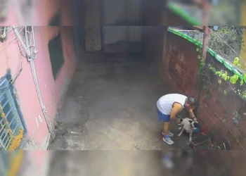 Dono torturava cachorro jogando água e aplicando choques com taser. Veja vídeo