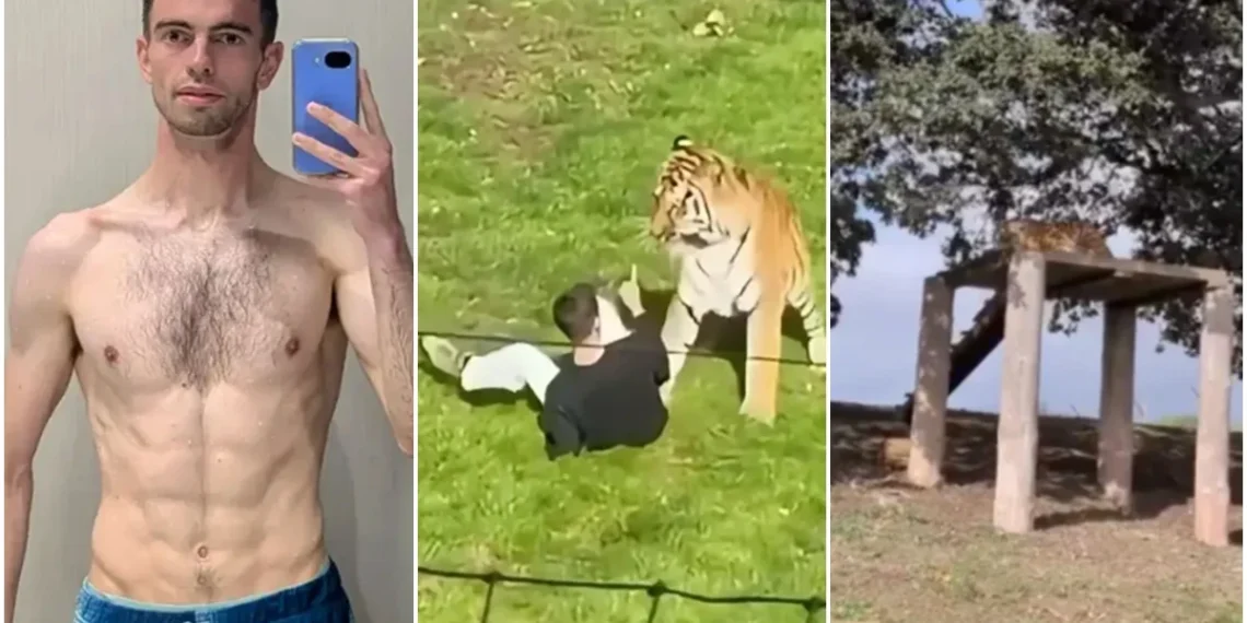 Homem postou vídeo de tigre antes de invadir recinto e ser morto por animal. Veja