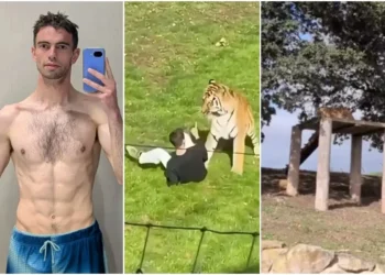 Homem postou vídeo de tigre antes de invadir recinto e ser morto por animal. Veja